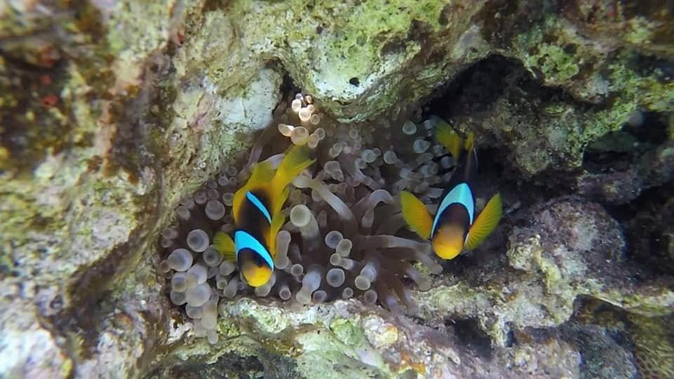 Bait Alaqaba Dive Center & Resort Exterior photo