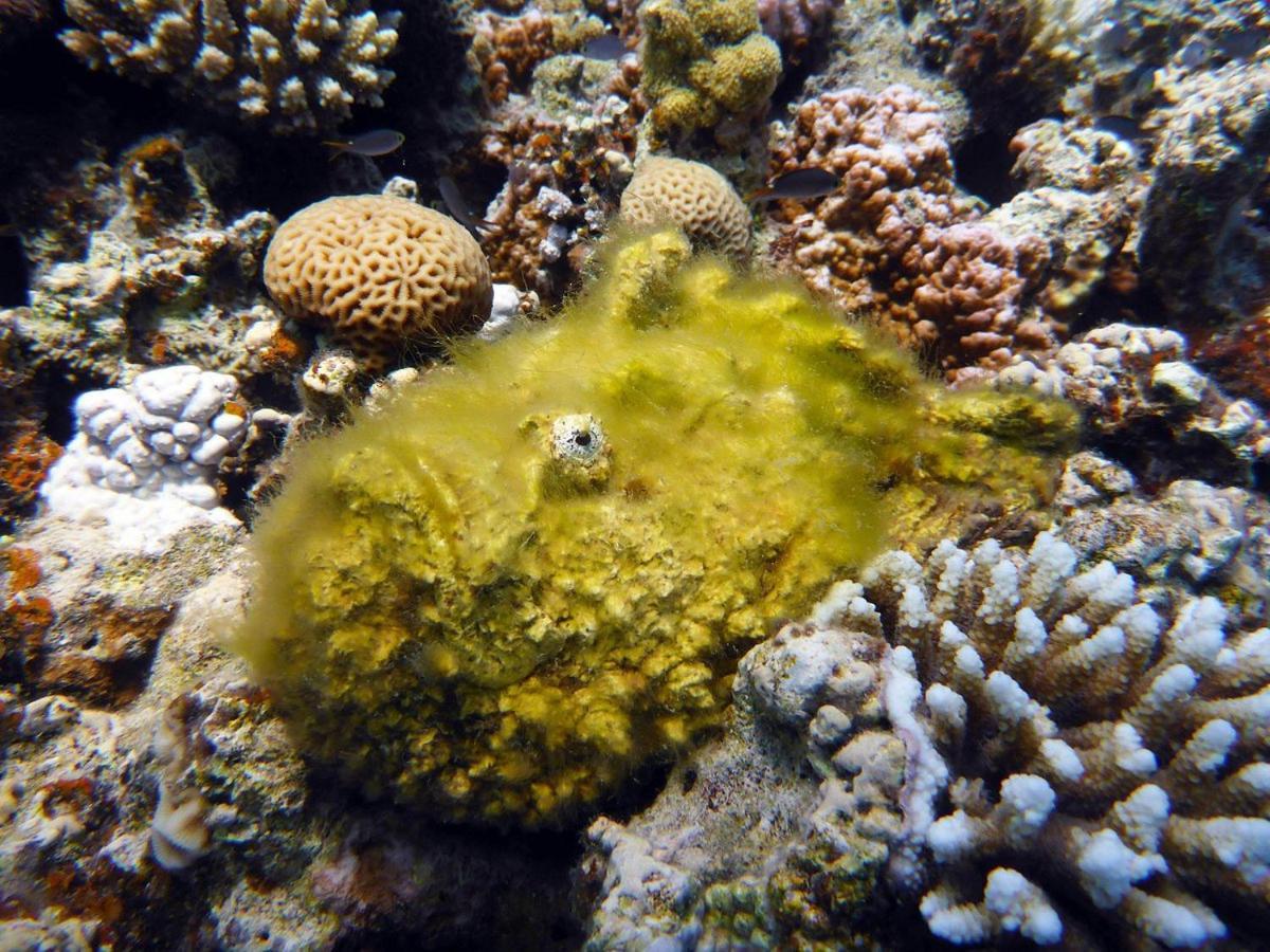 Bait Alaqaba Dive Center & Resort Exterior photo